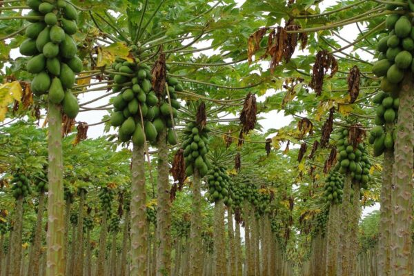 PAPAYA formosa brasile (Kg 1.5) - immagine 3