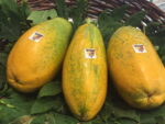 PAPAYA formosa brasile (Kg 1.5) - immagine 4