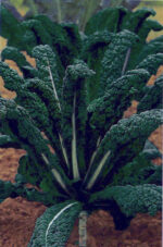 CAVOLO TOSCANO (Nero) - immagine 2