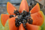 PAPAYA formosa brasile (Kg 1.5) - immagine 2